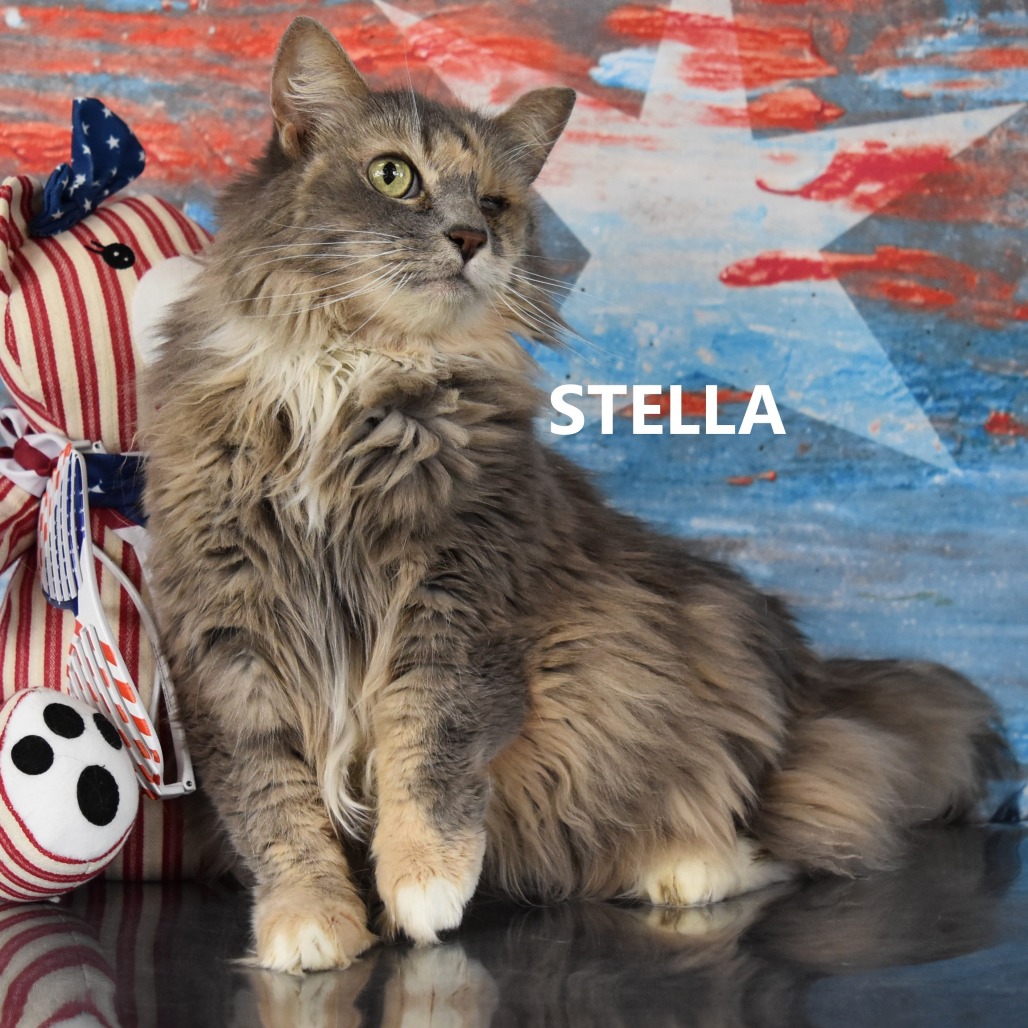 Stella