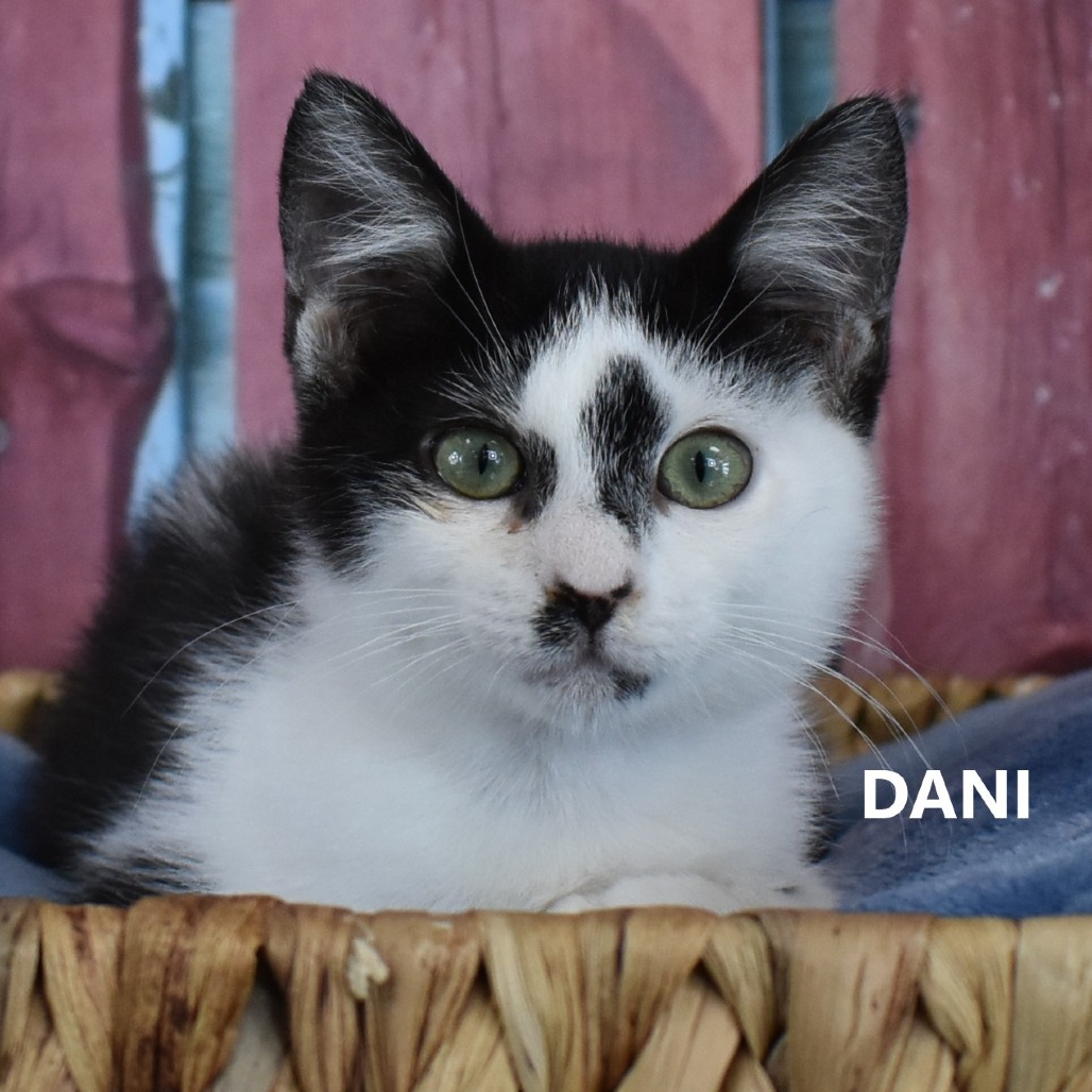 Dani