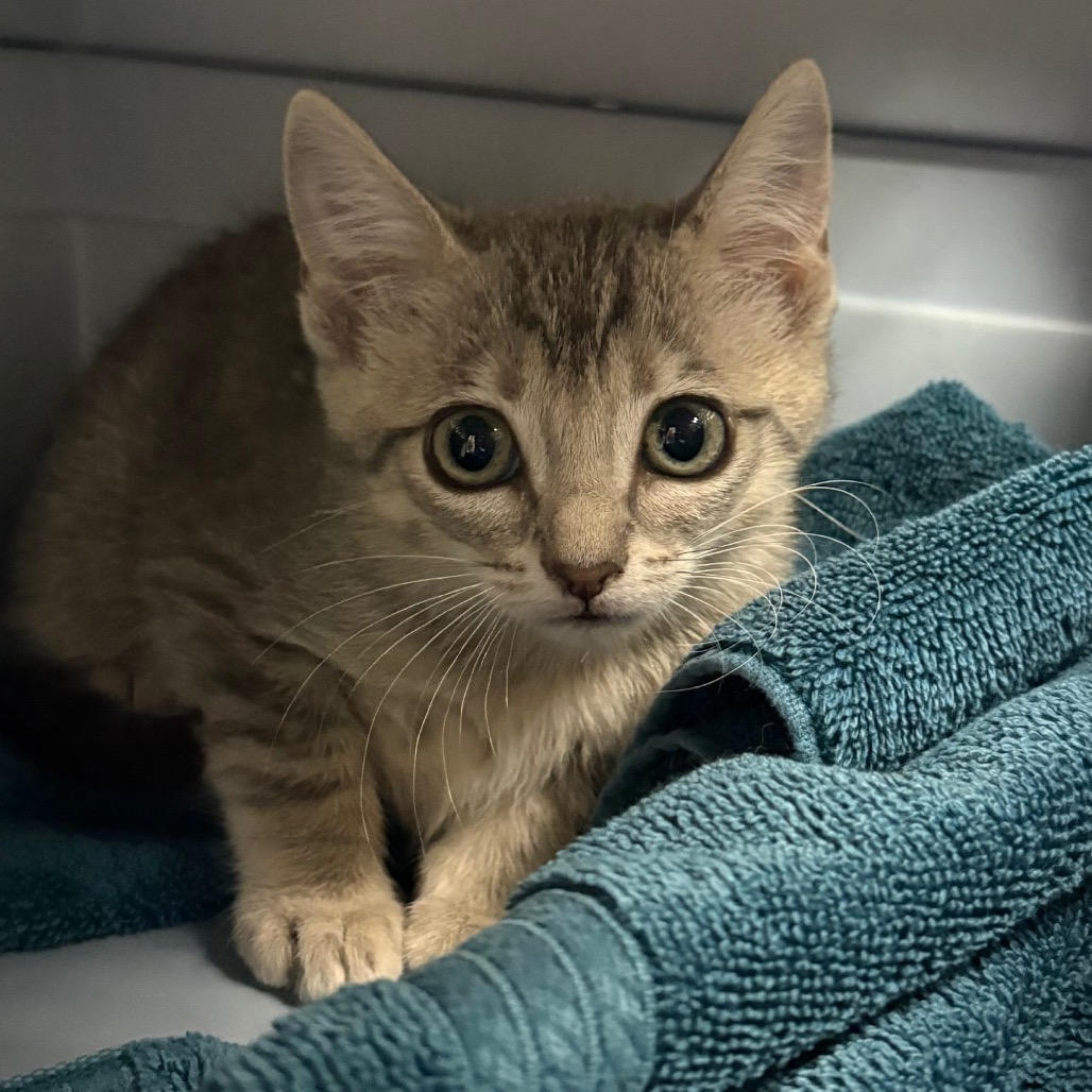 Nala