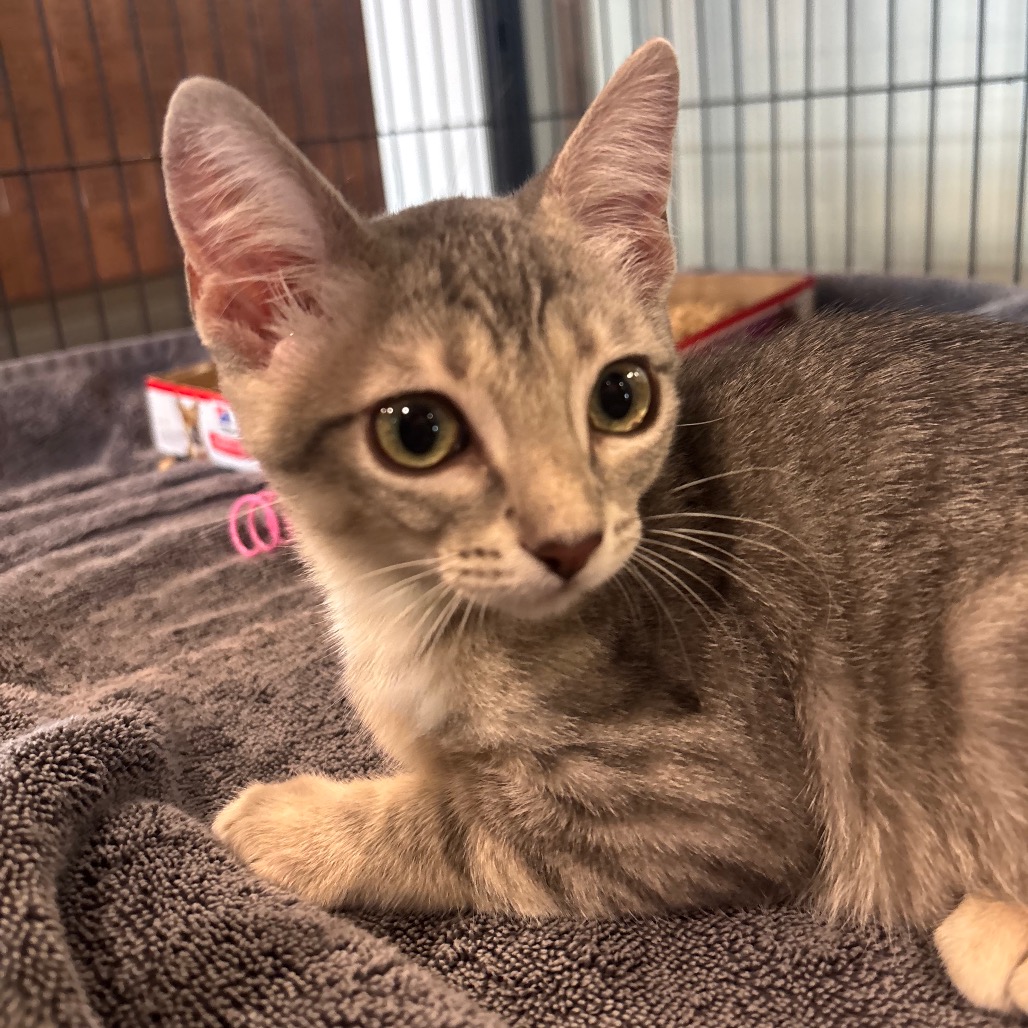 Nala