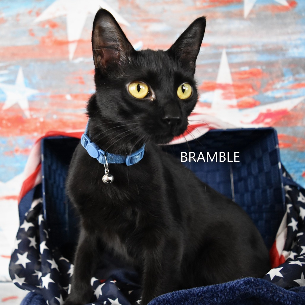 Bramble