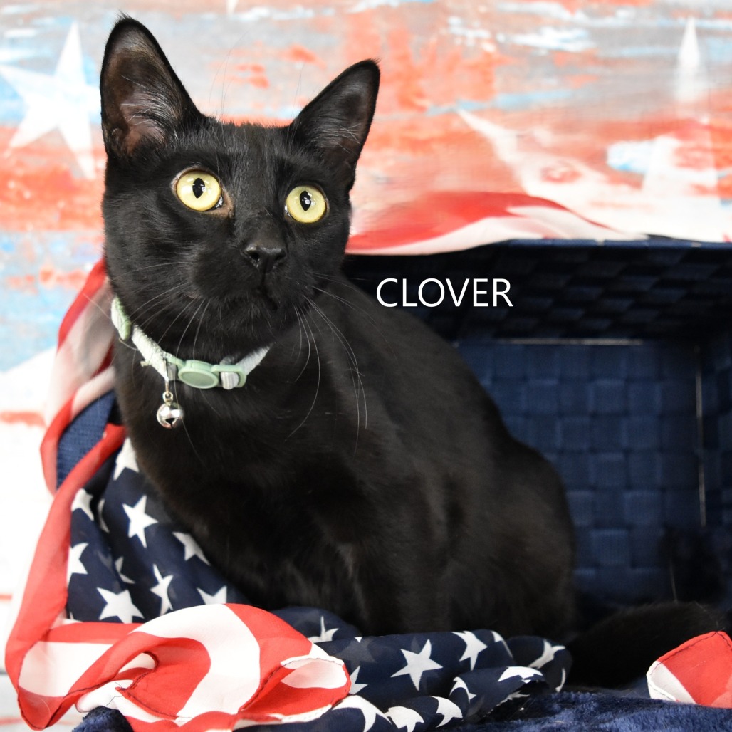 Clover