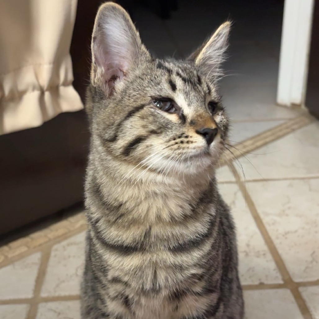 Piccolo