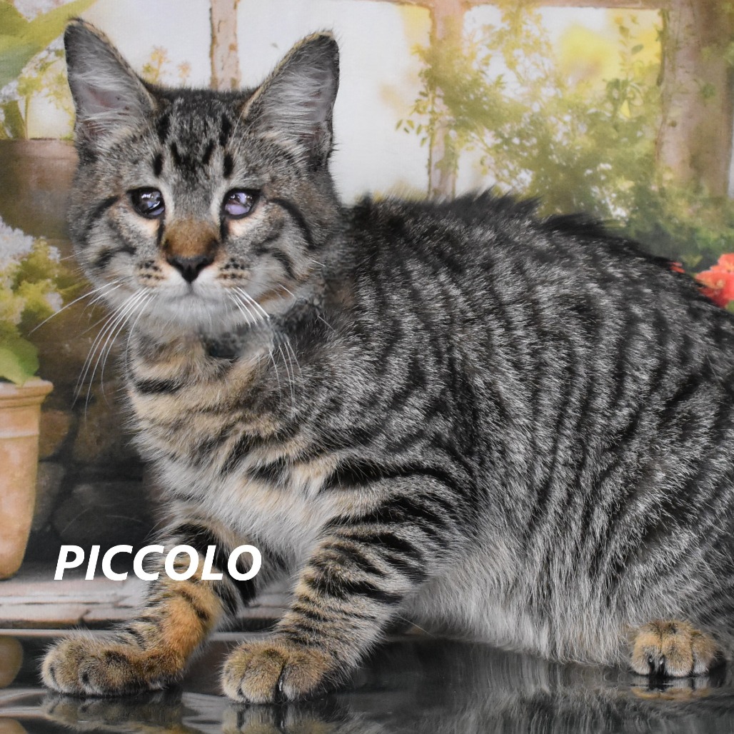 Piccolo