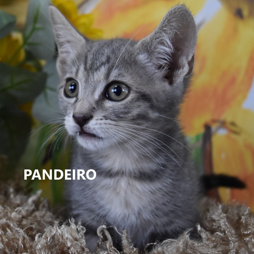 Pandeiro