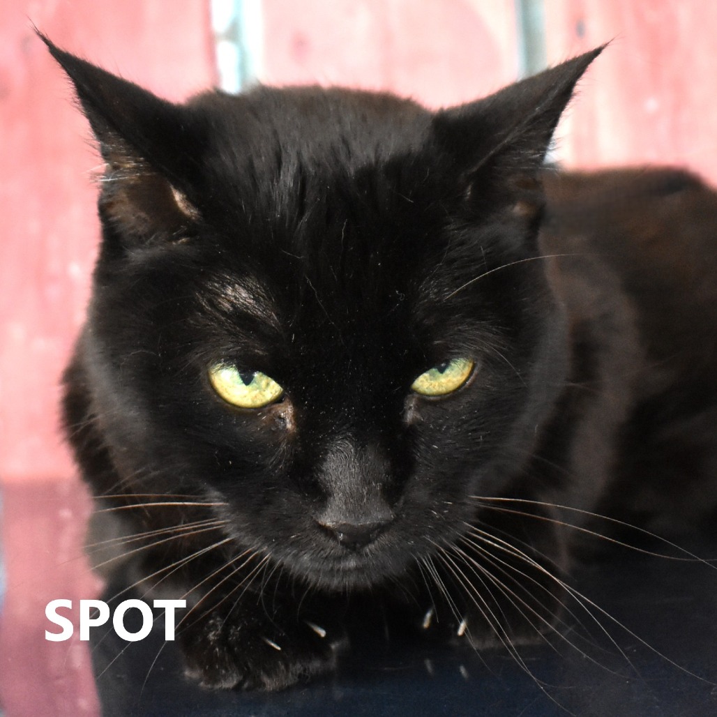 Spot