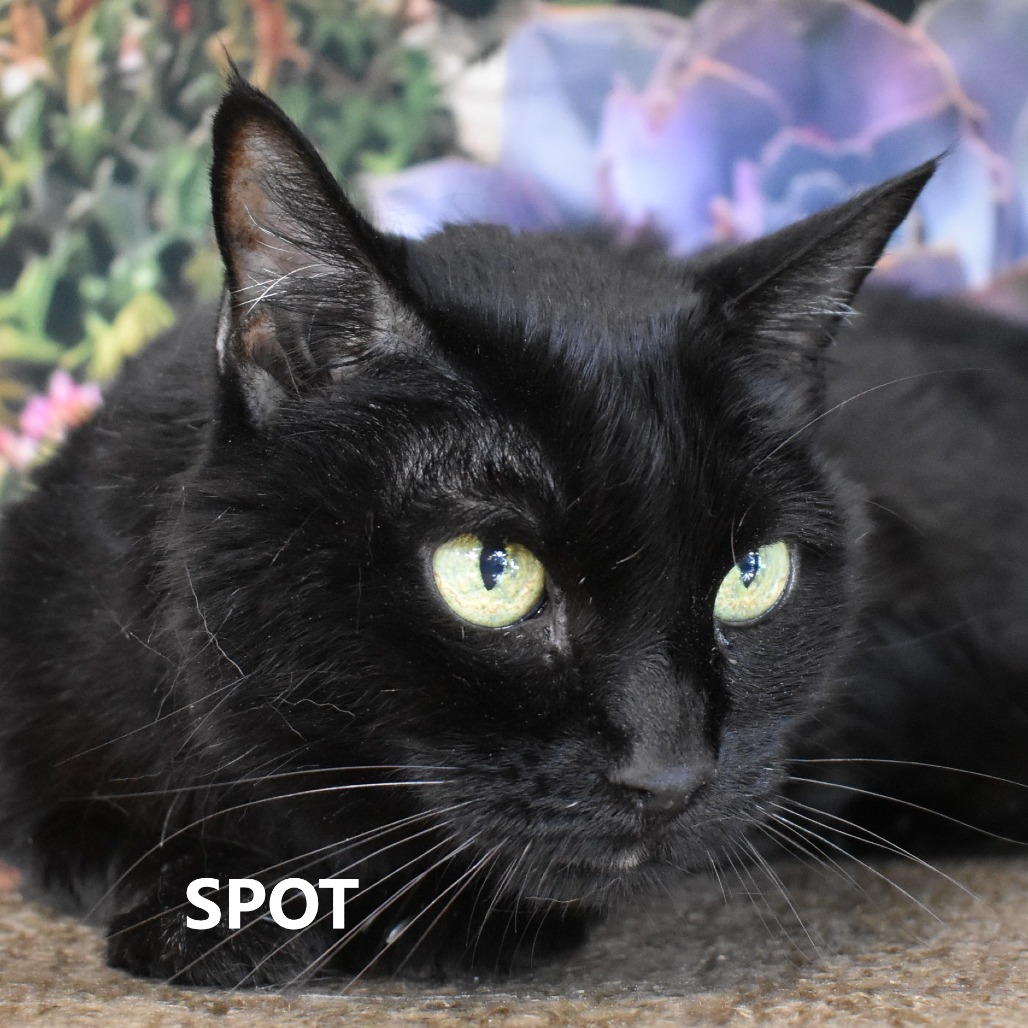 Spot