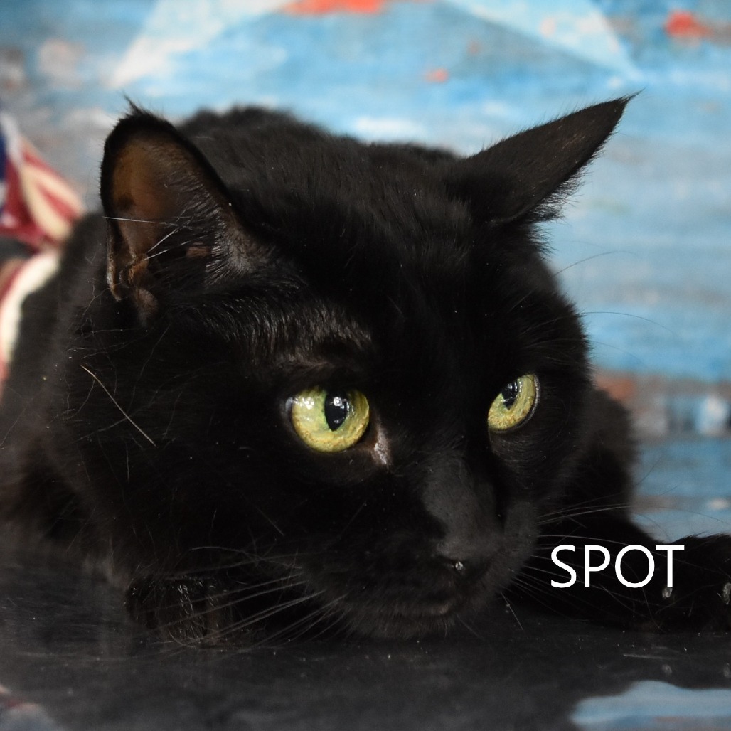 Spot