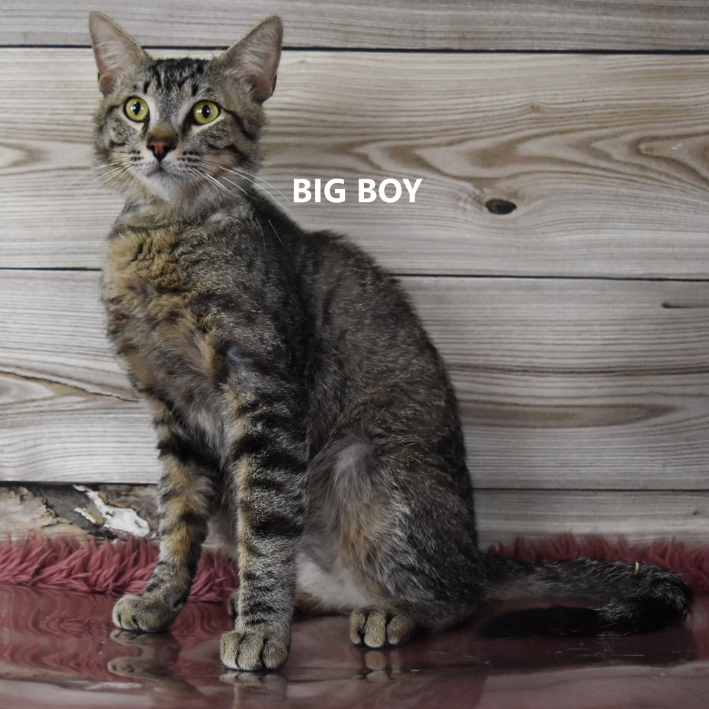 Big Boy