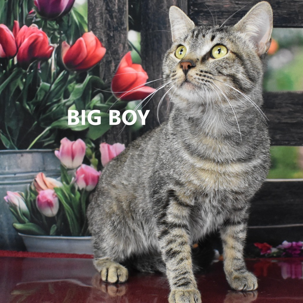 Big Boy