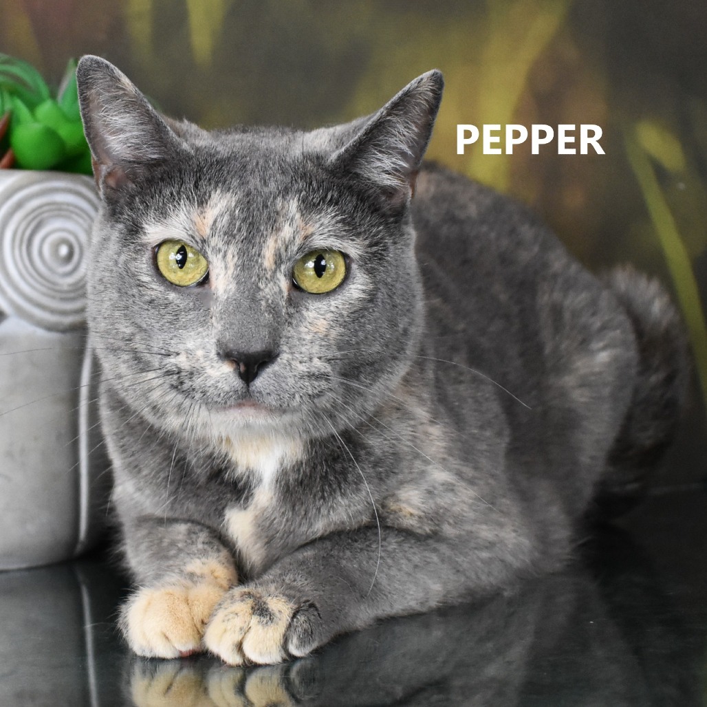 Pepper