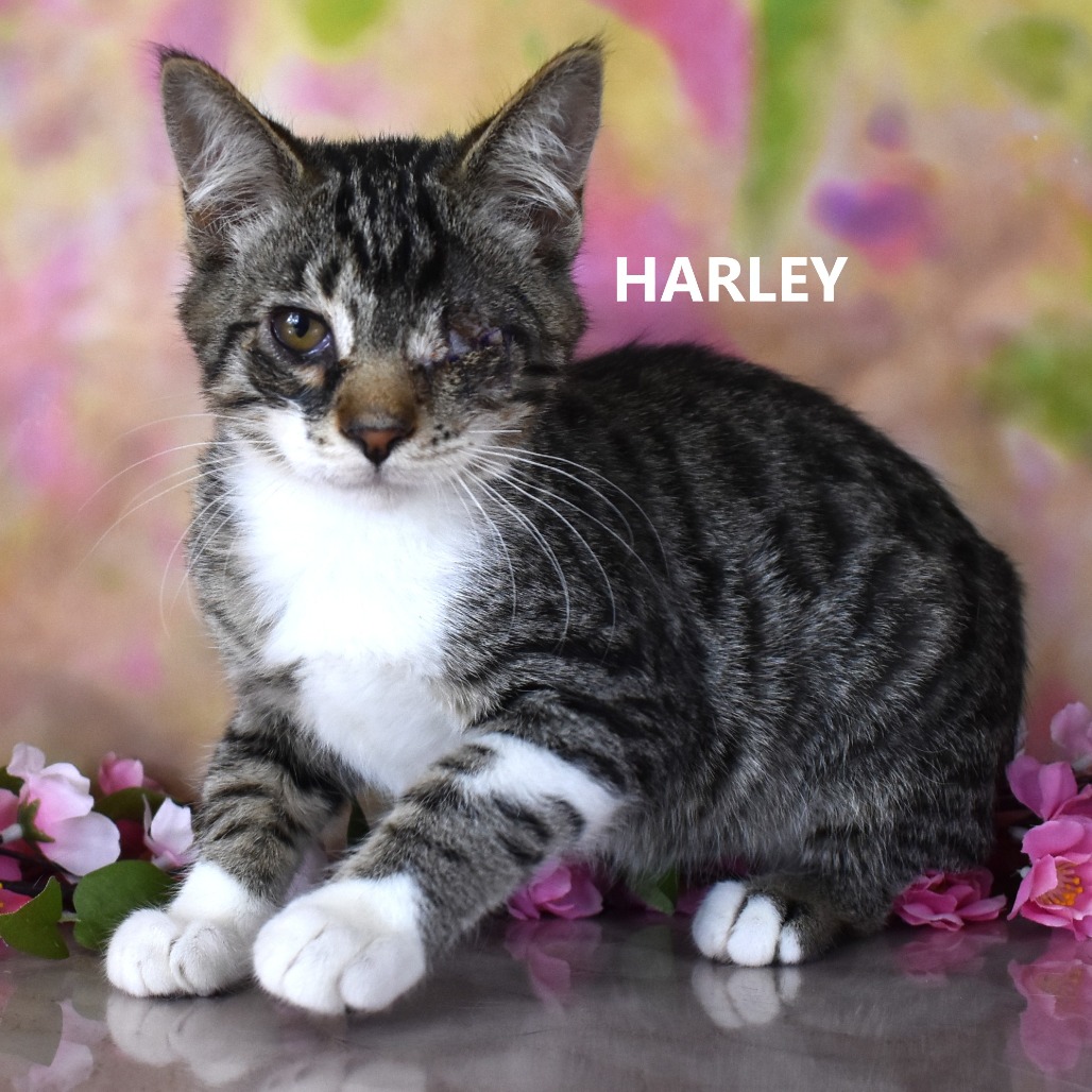 Harley