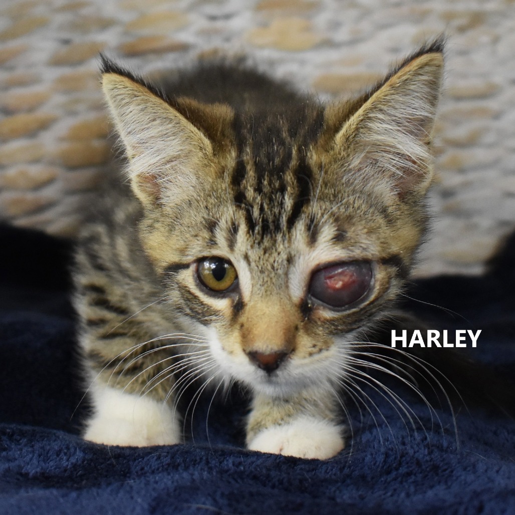Harley