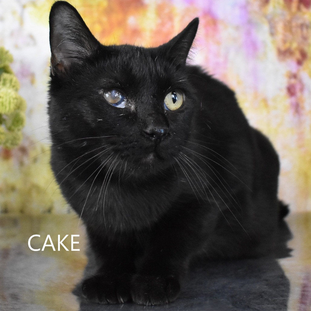 Cake