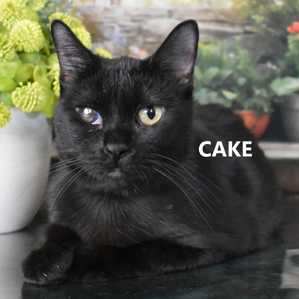 Cake
