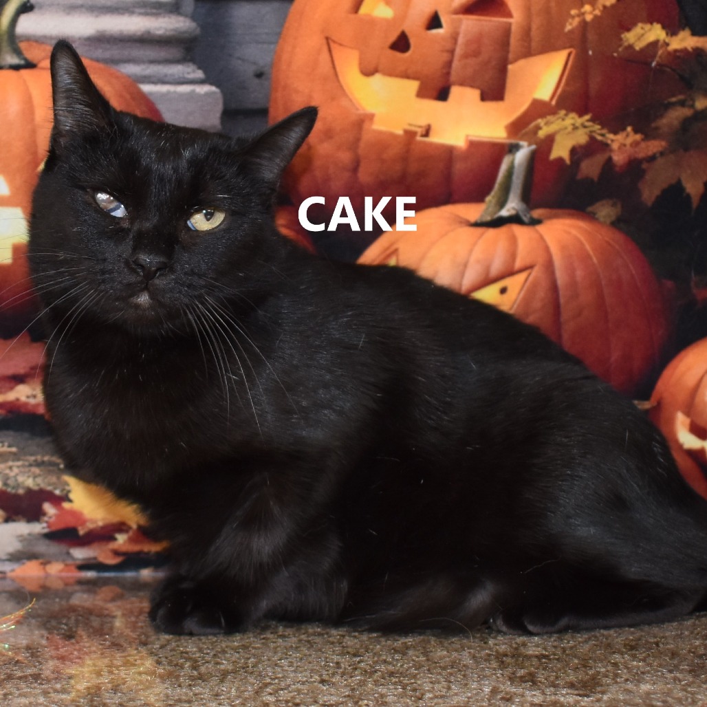 Cake