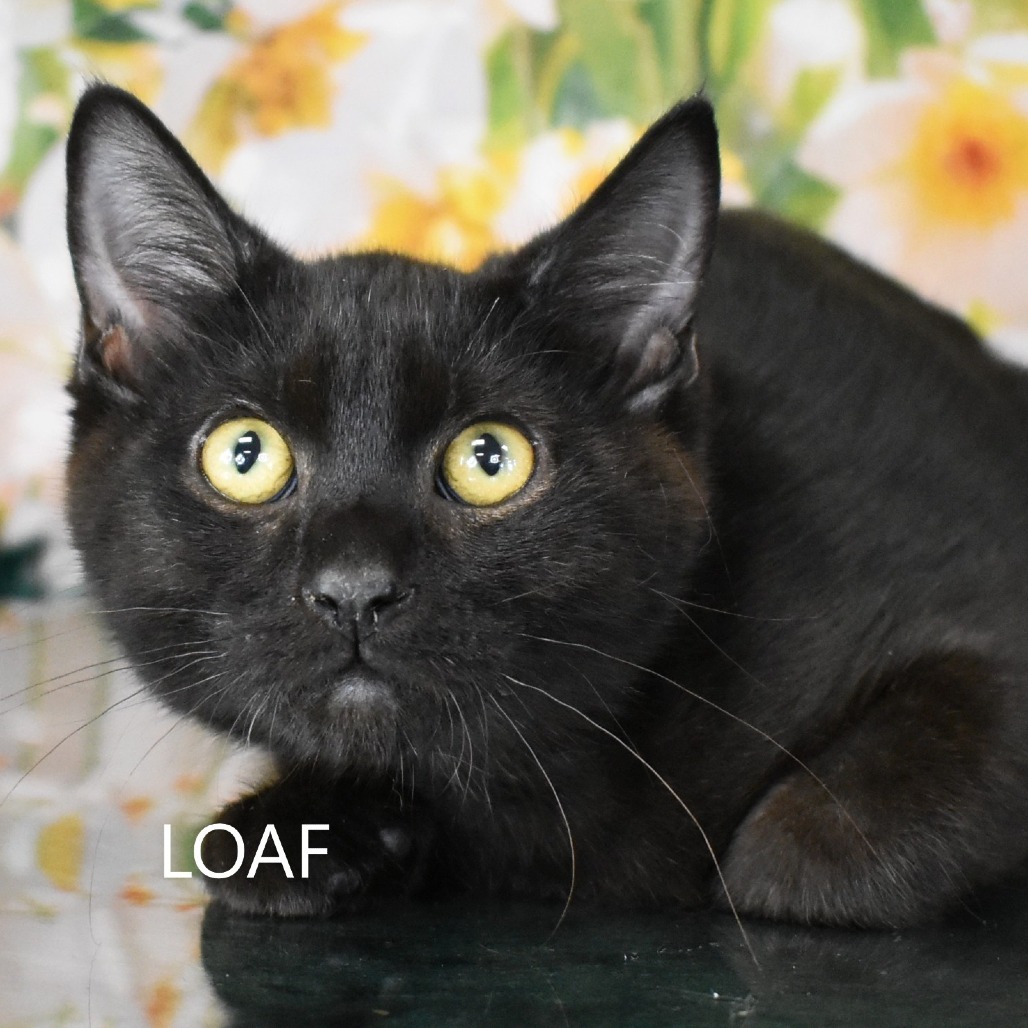 Loaf