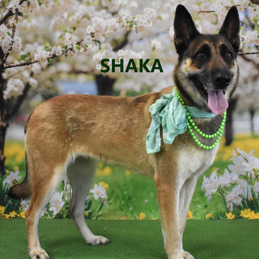 Shaka