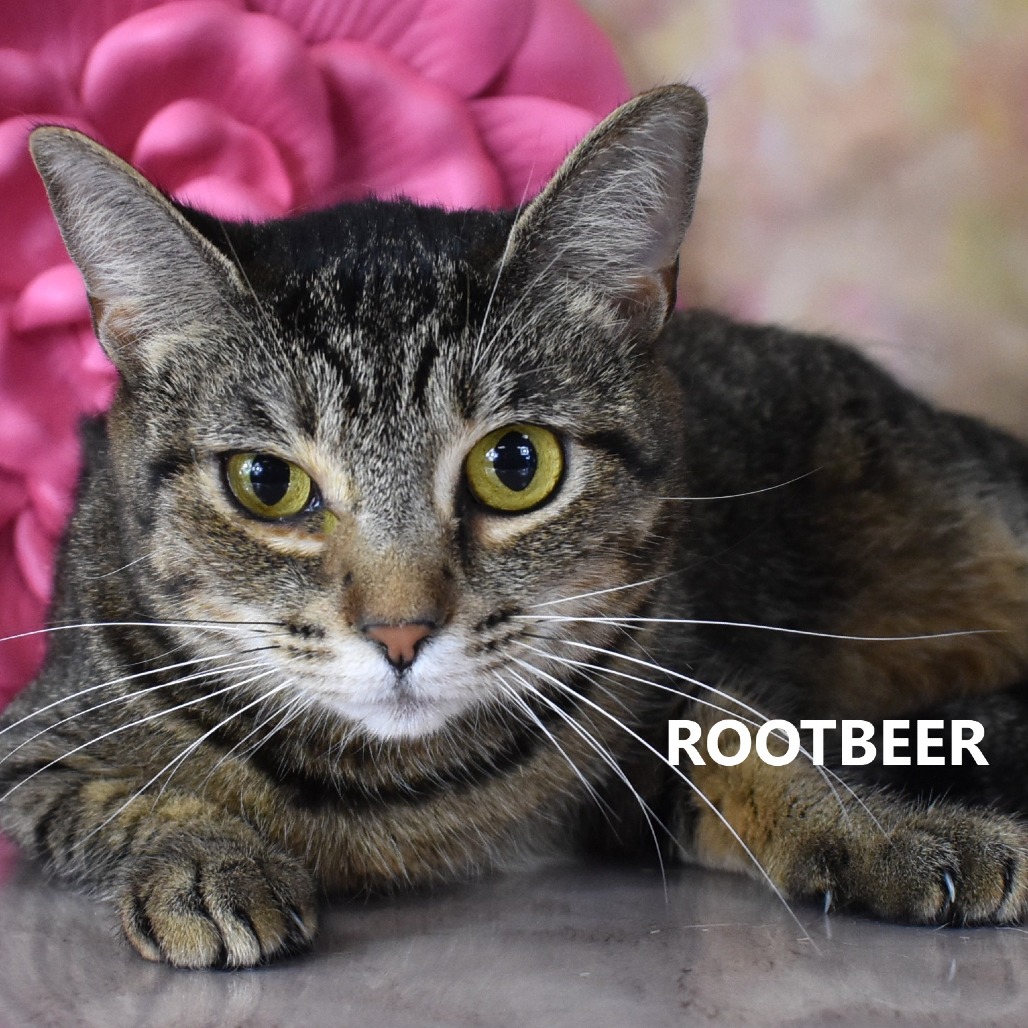 Rootbeer