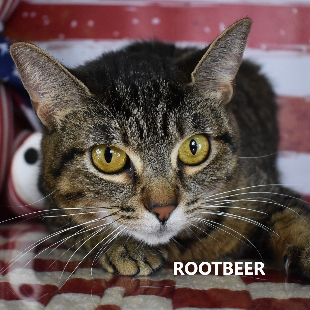 Rootbeer