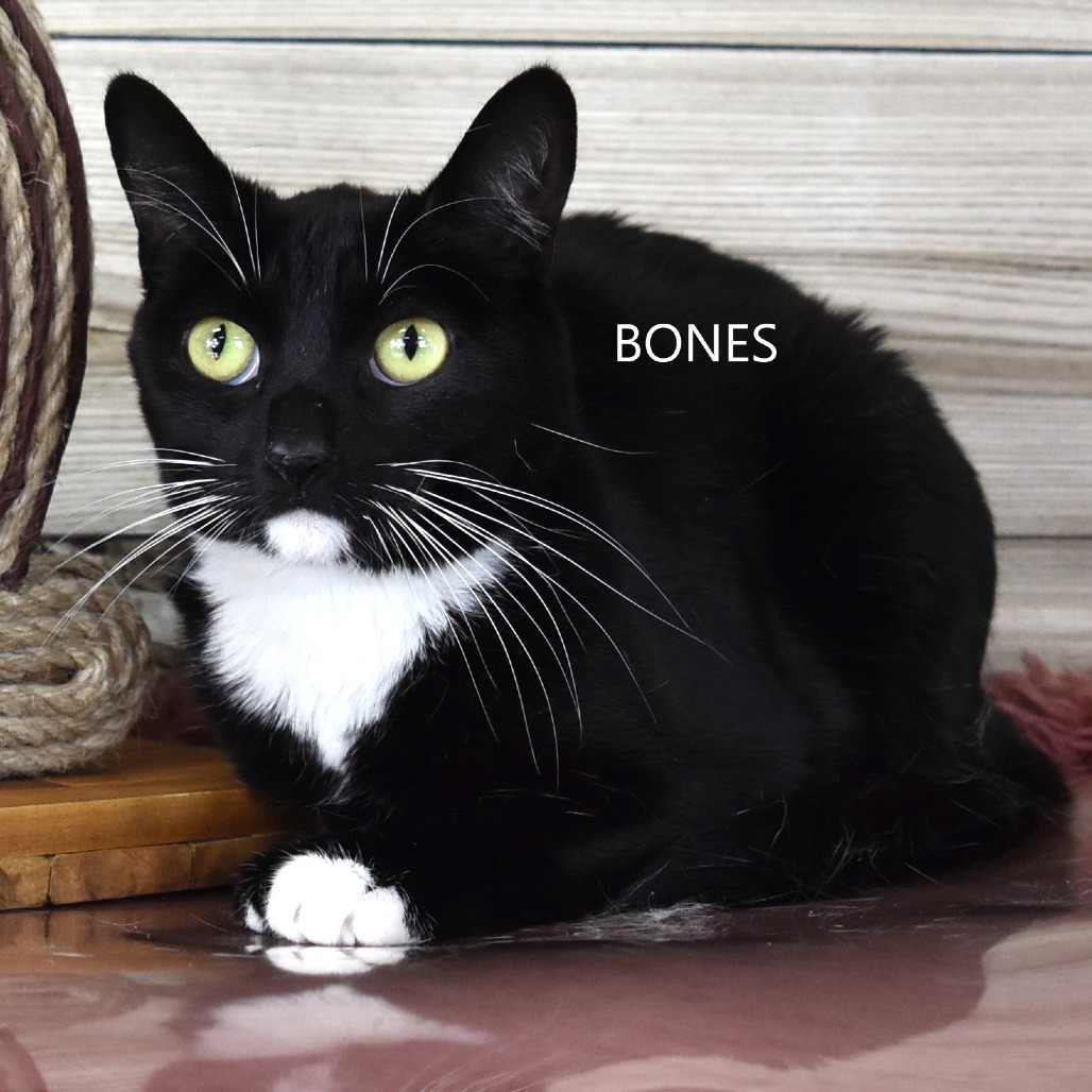 Bones