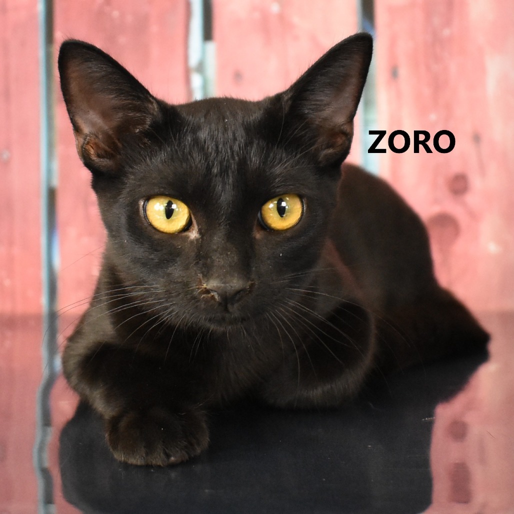 Zoro