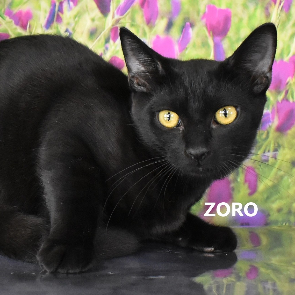 Zoro