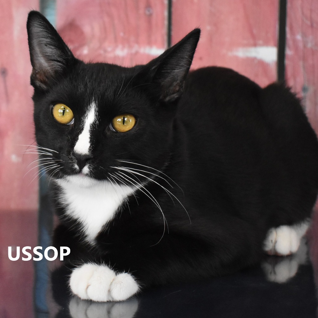 Ussop