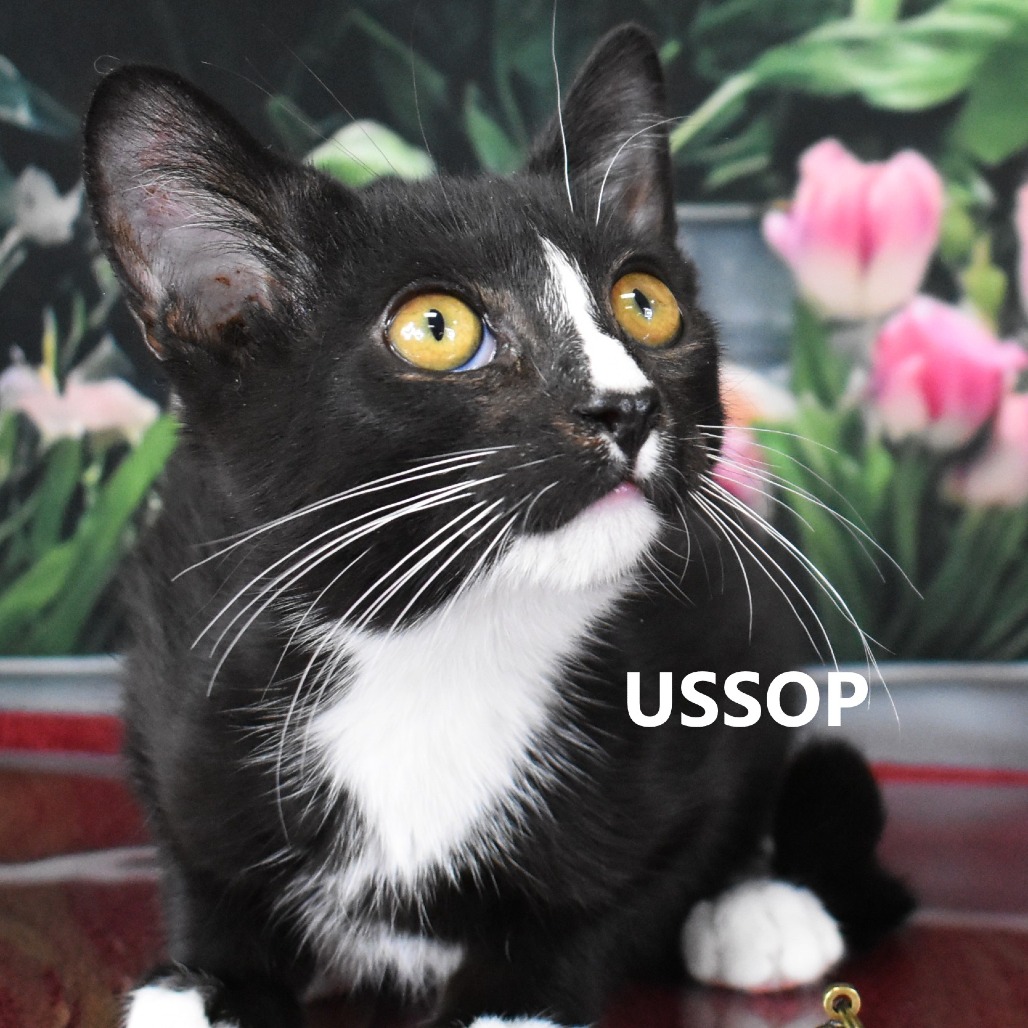 Ussop