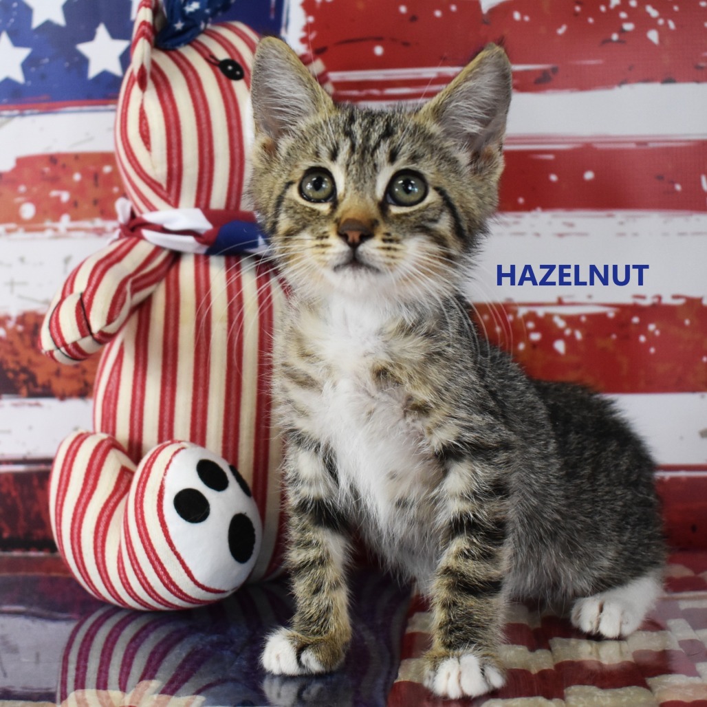 Hazelnut