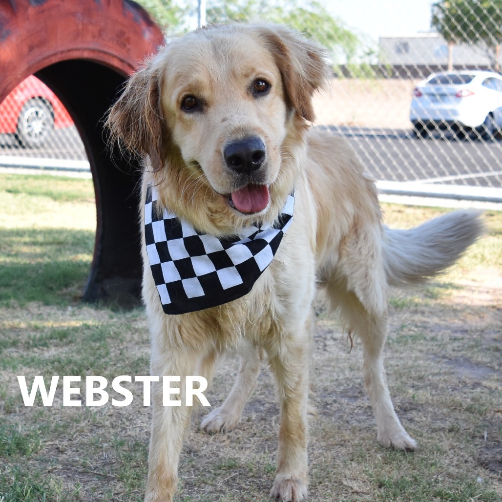 Webster