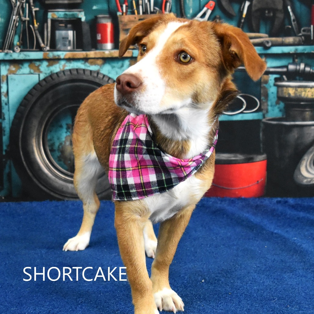 Shortcake