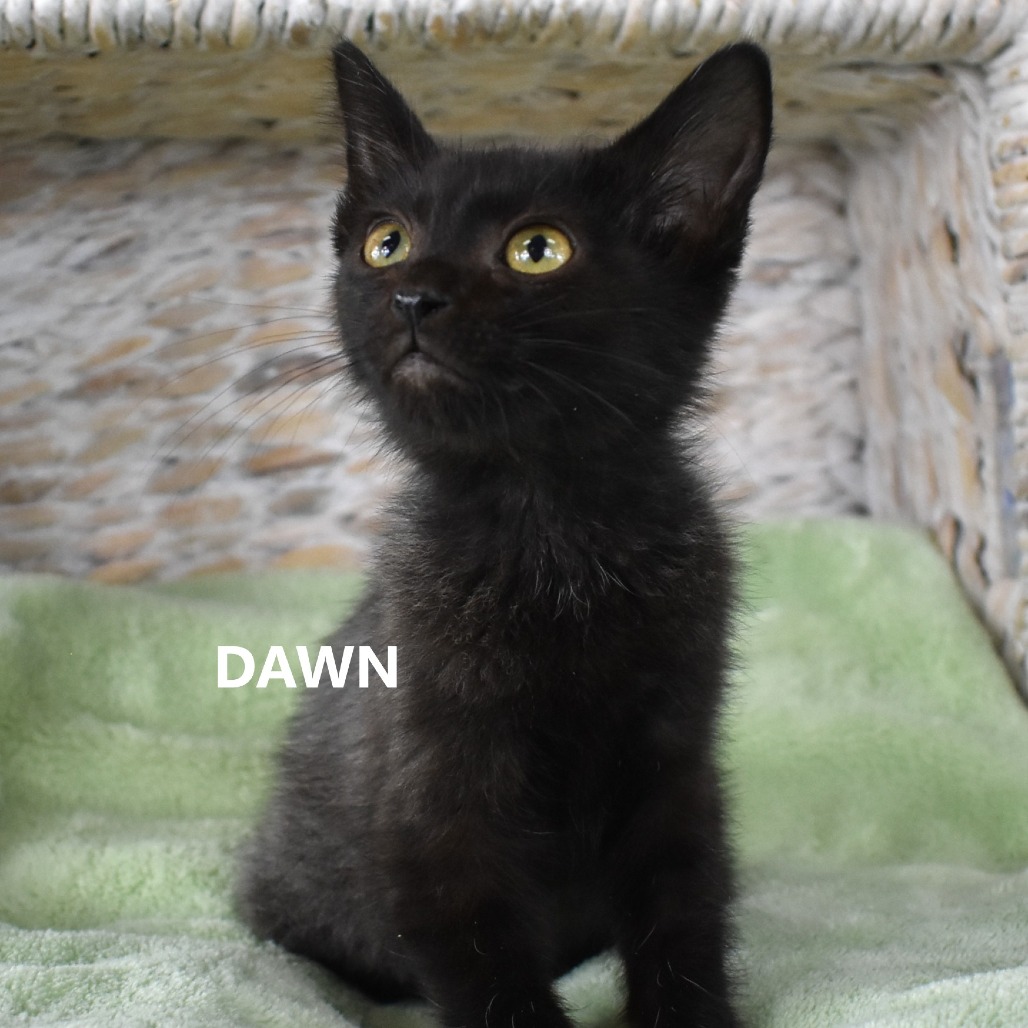Dawn
