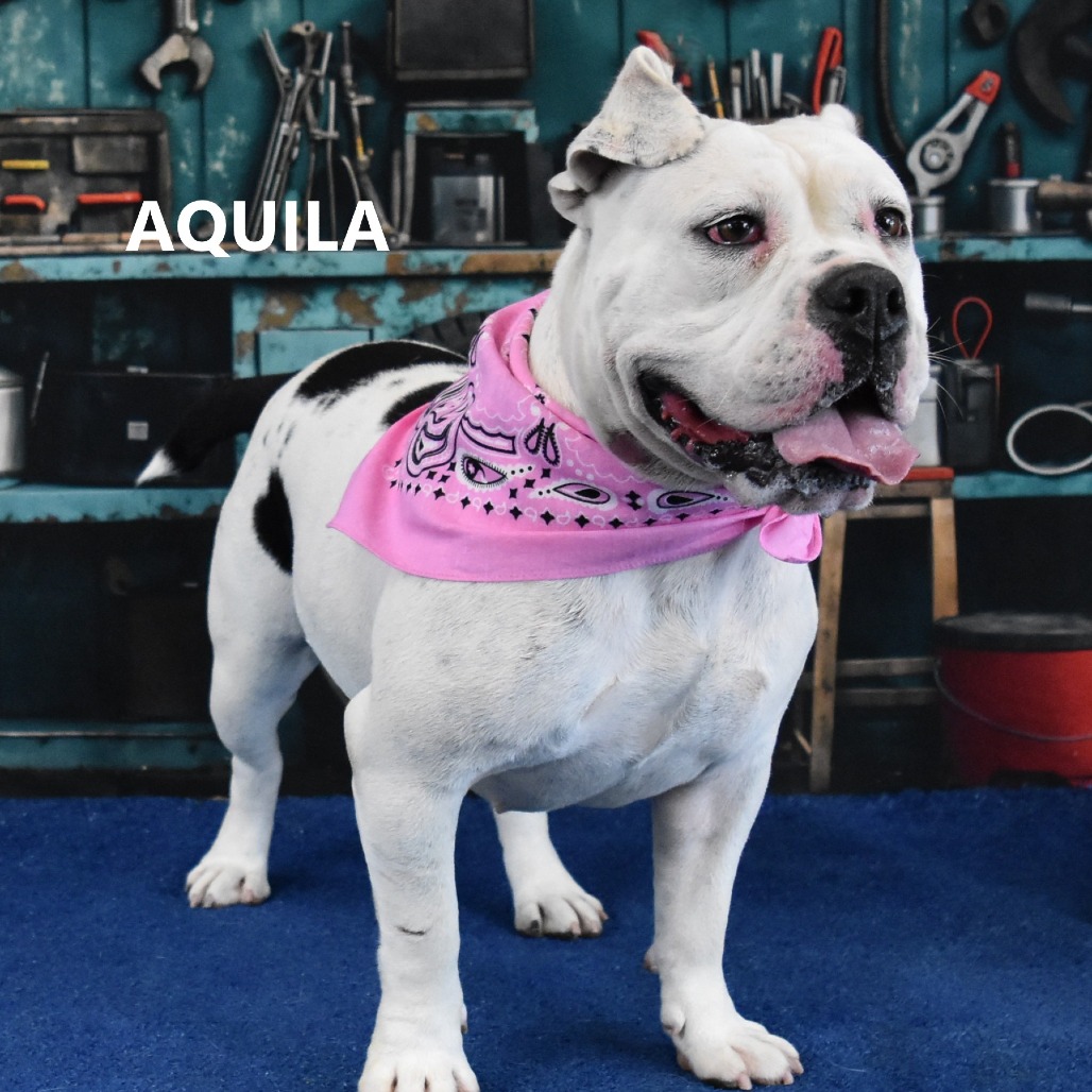 Aquila