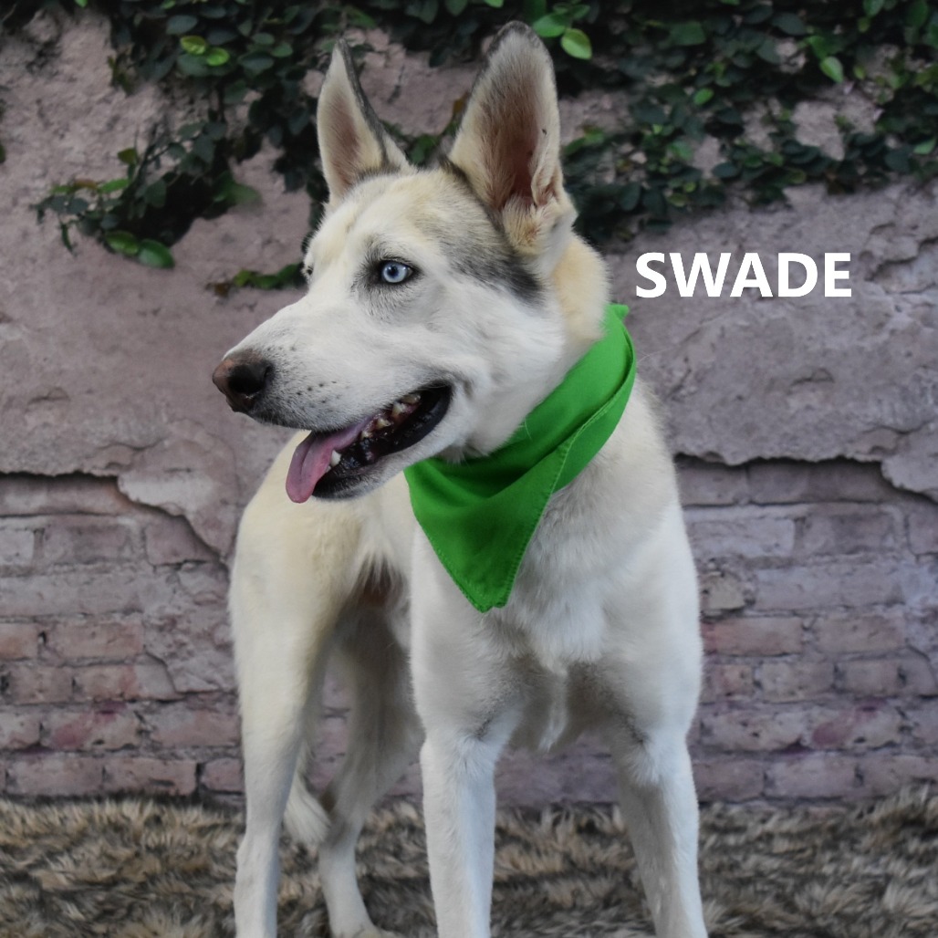 Swade 
