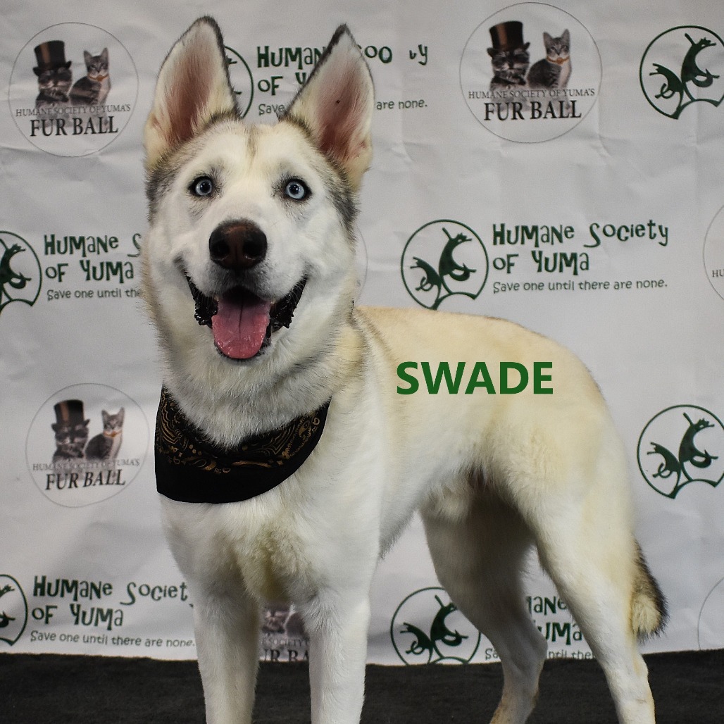 Swade 