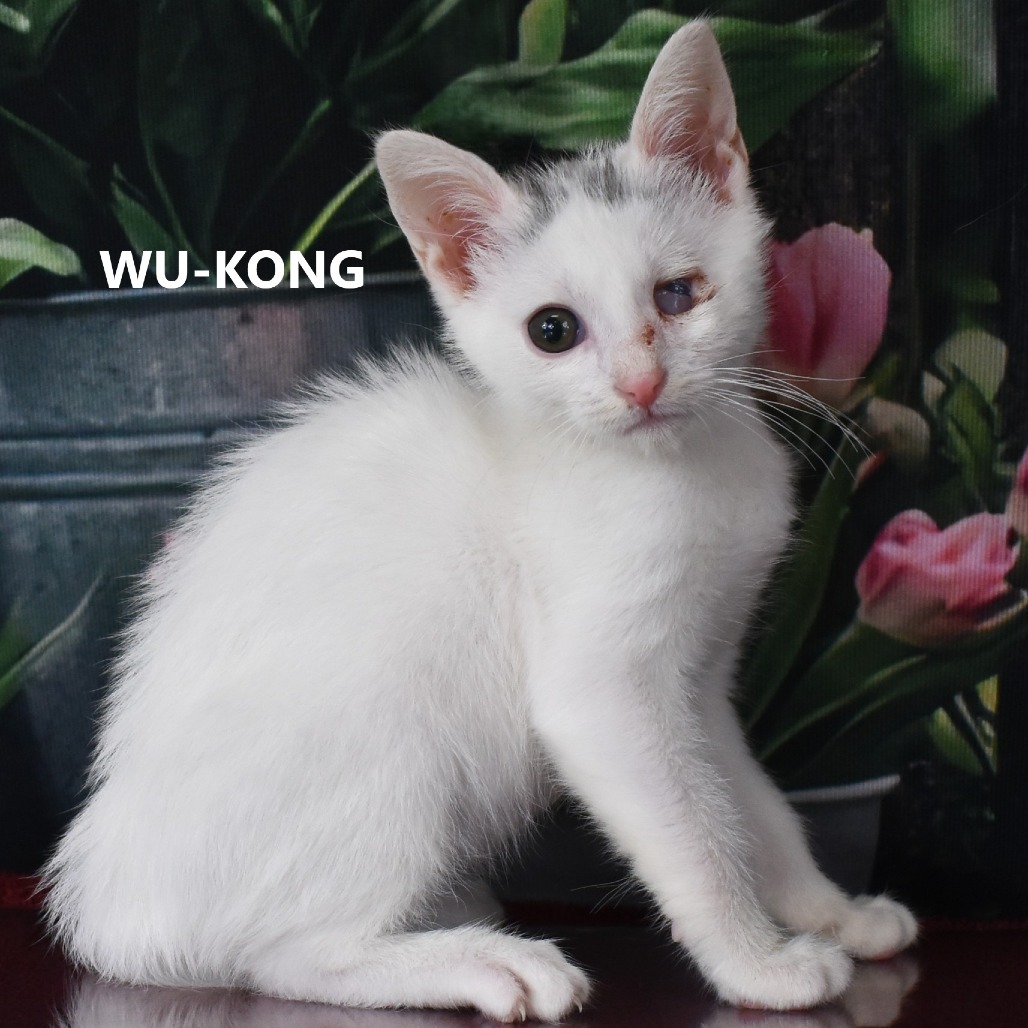 Wu-Kong