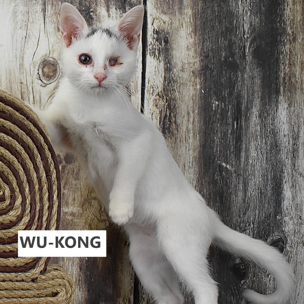 Wu-Kong