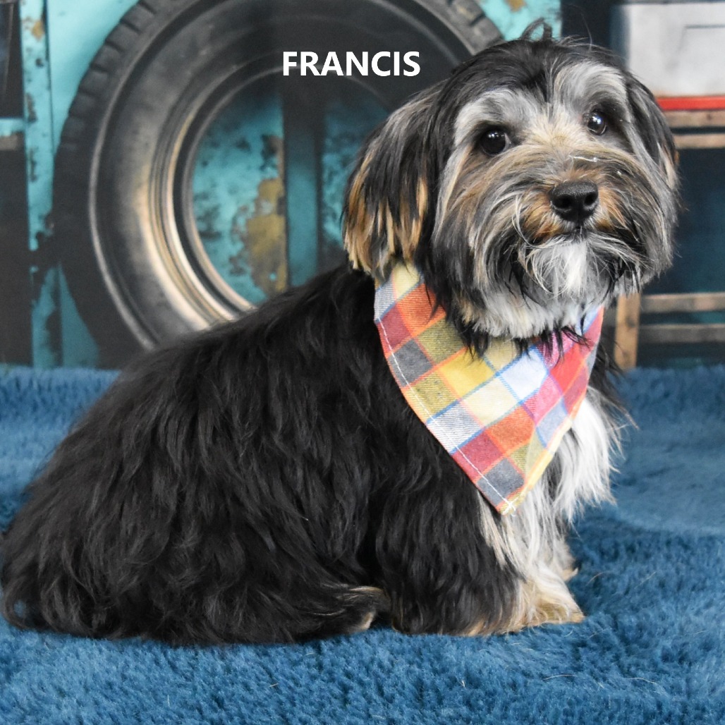 Francis