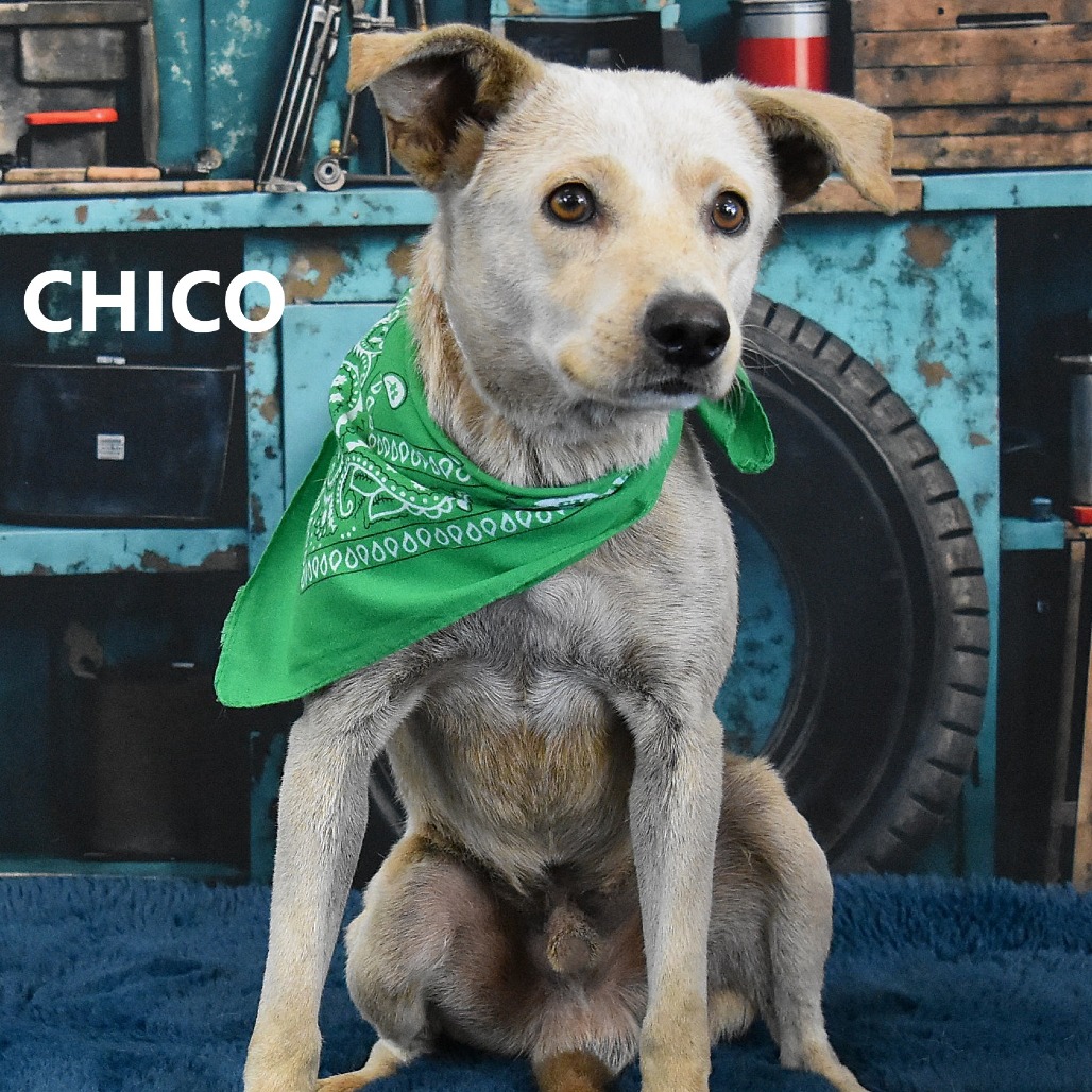 Chico