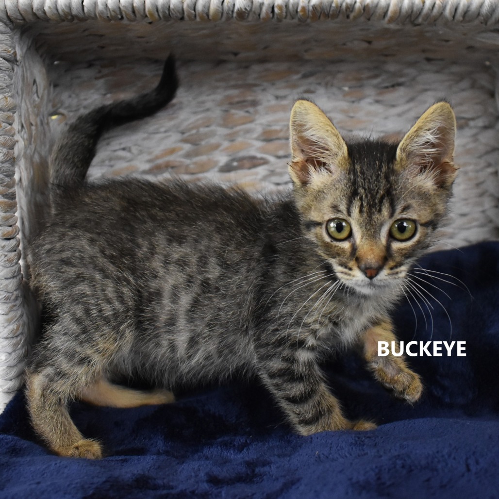 Buckeye