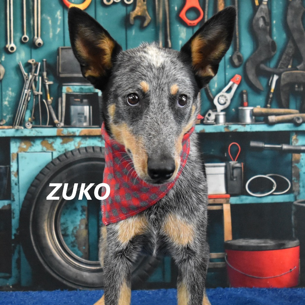 Zuko