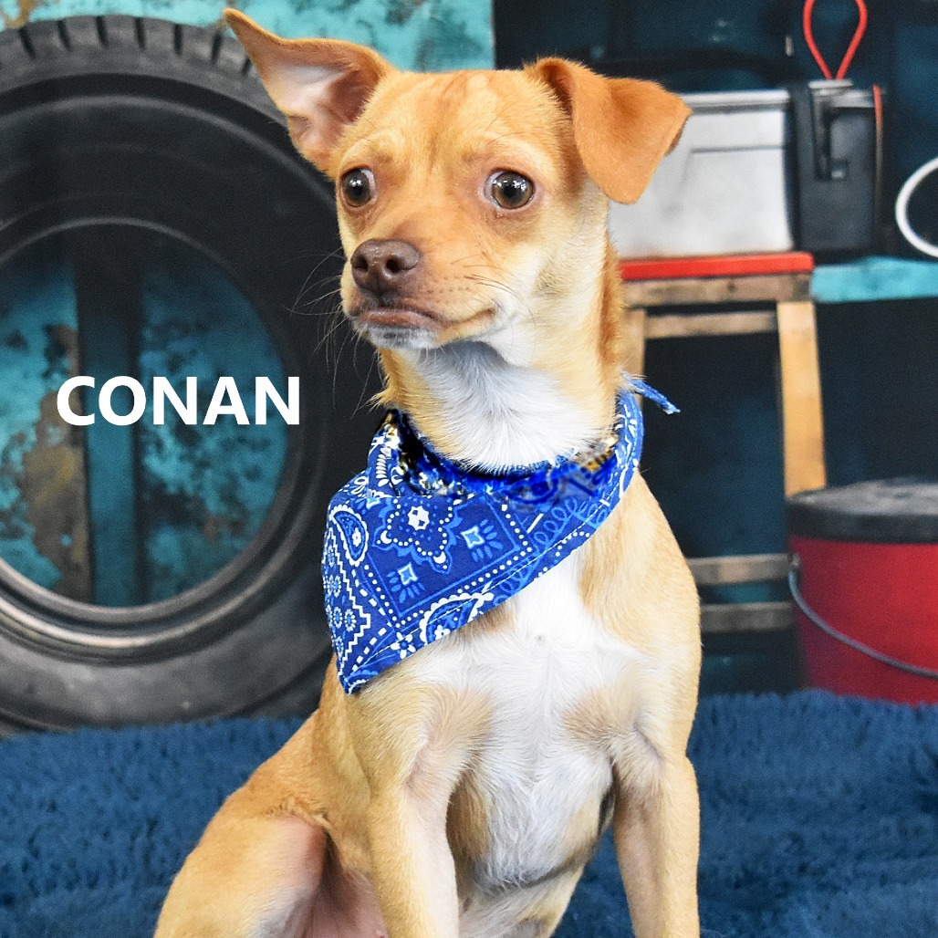 Conan