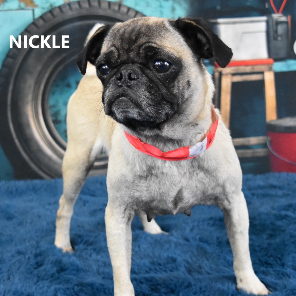 Nickle