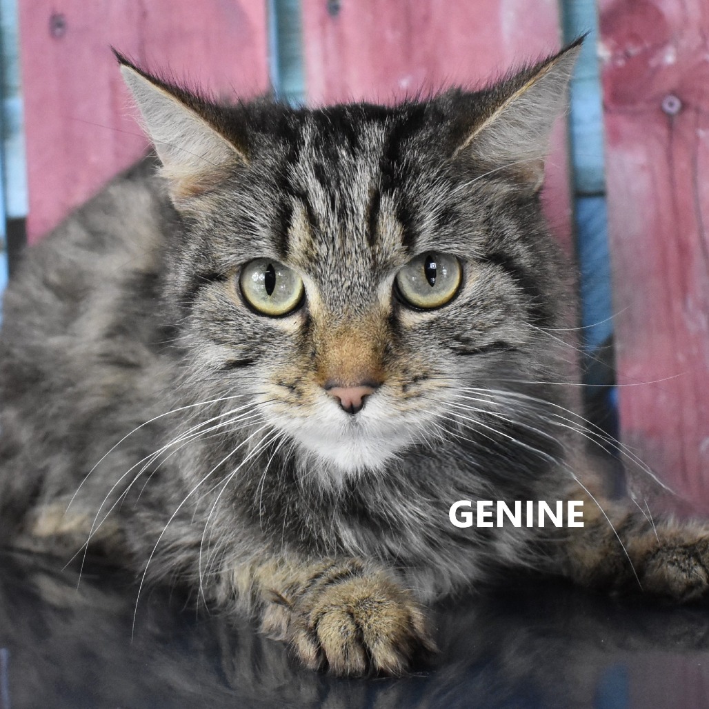 Genine