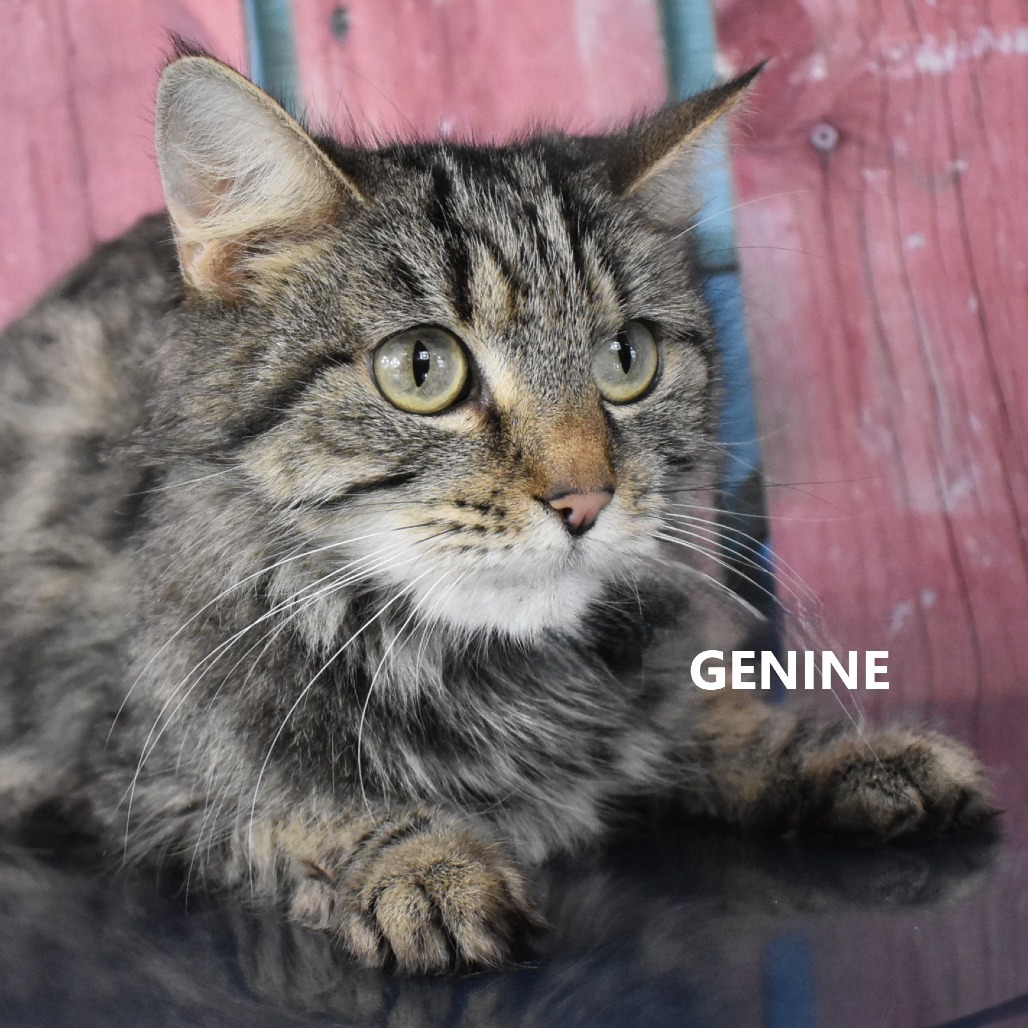 Genine