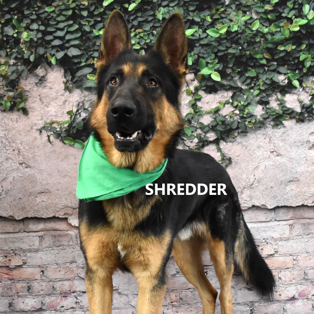 Shredder