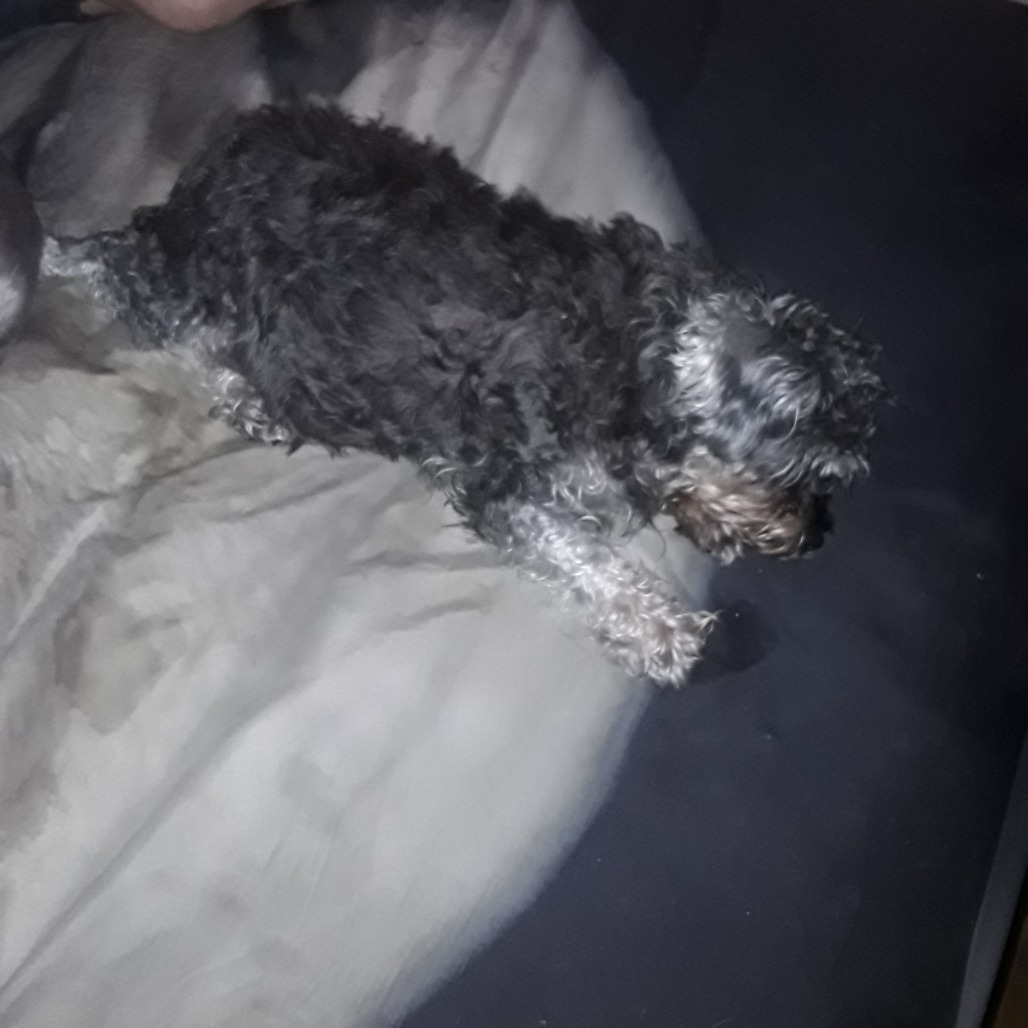 Gracie