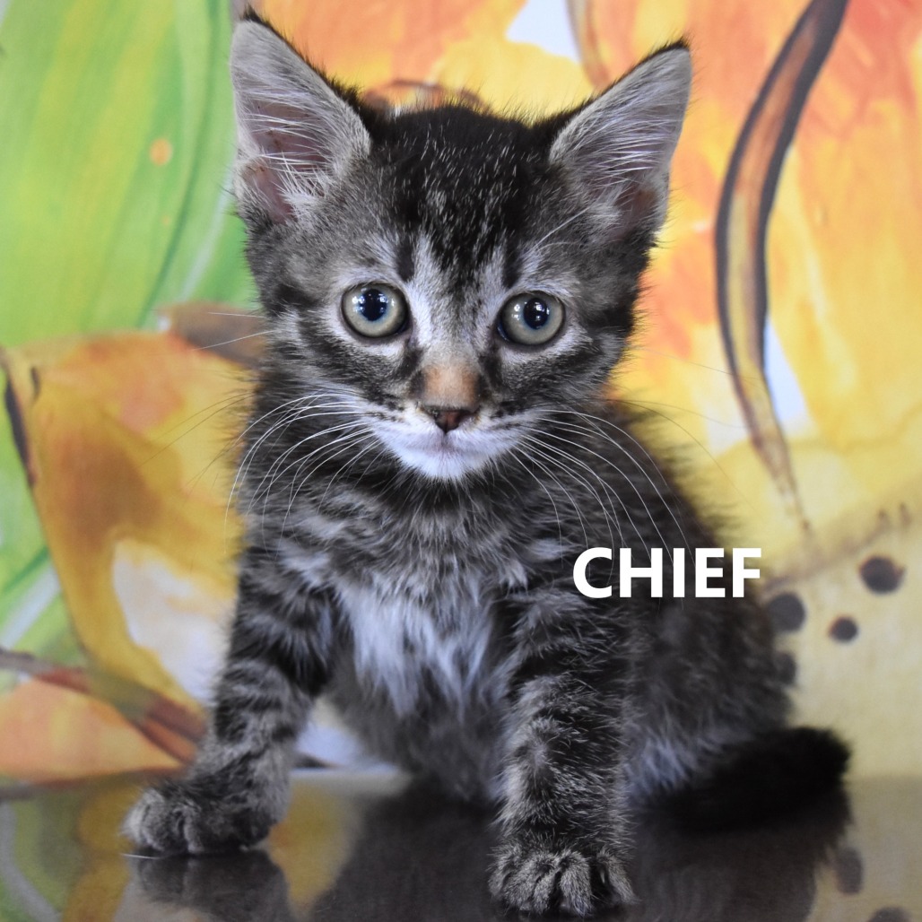 Chief