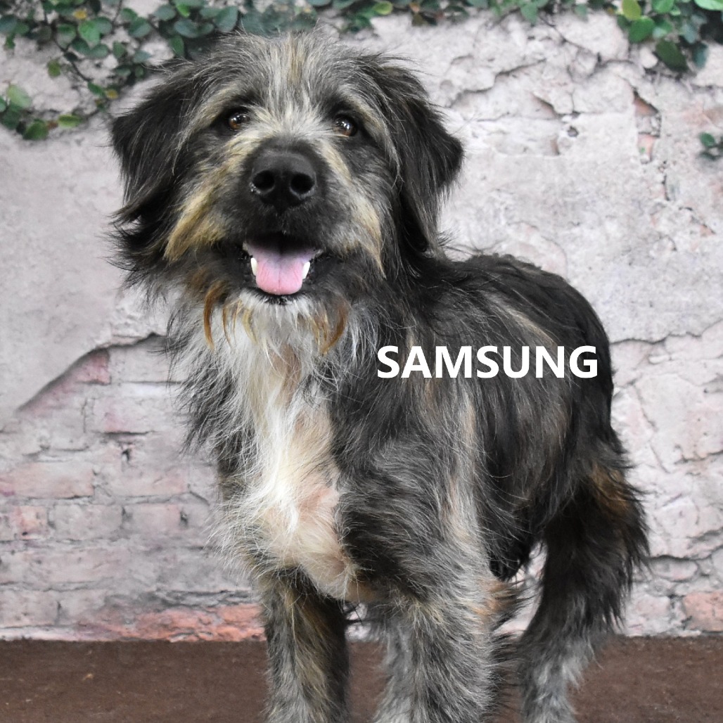 Samsung 